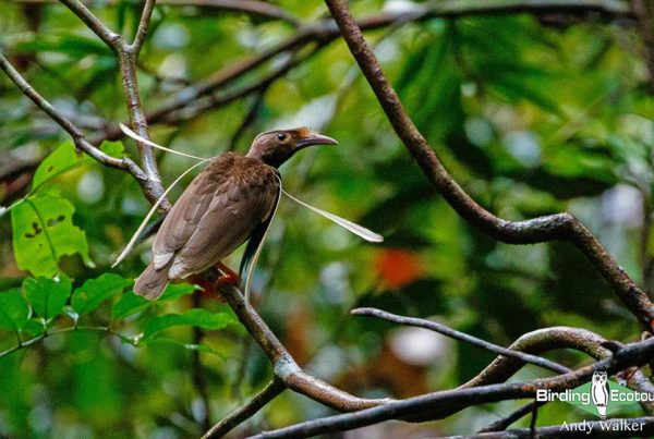 Halmahera birding adventure